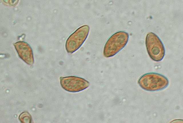 Galerina spec. Cod.: DSCN 2611